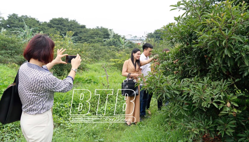 Dong Hung: desarrollo de la agricultura asociada al turismo rural