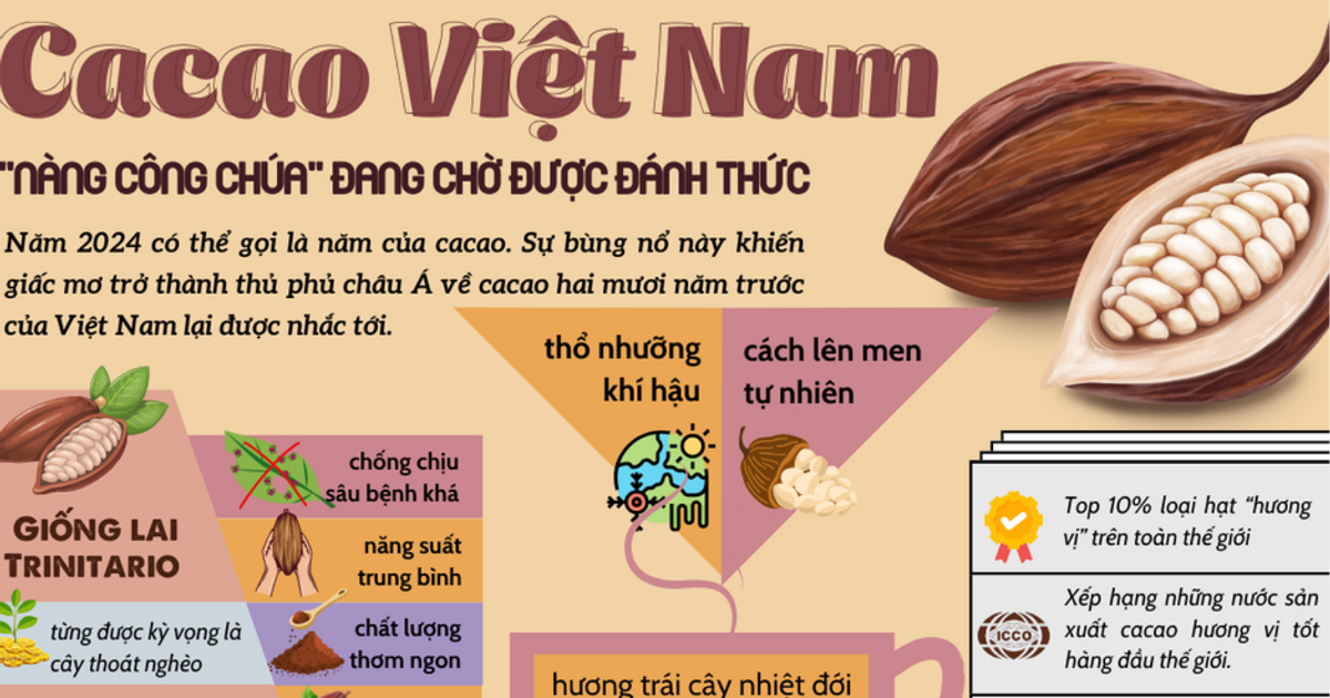 Đã đến lúc cacao Việt Nam trở lại với giấc mơ trở thành "thủ phủ" của châu Á?