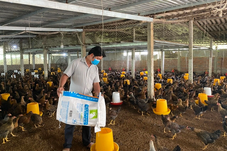 Chaque année, M. Son gagne plus d'un milliard de VND de bénéfices grâce à l'élevage et à la vente de poulets reproducteurs (Photo : Hoang Son).