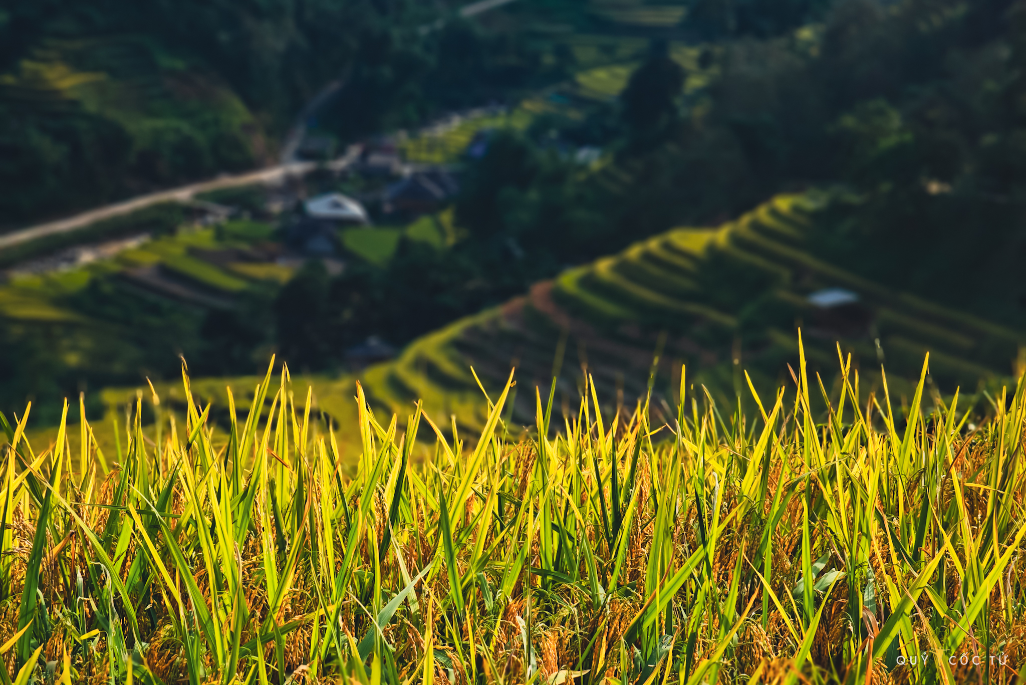 Reife Reisblüten, die im September und Oktober auf die Erntezeit warten, verschönern nicht nur die Berglandschaft, sondern verheißen auch Wohlstand und eine reiche Ernte.