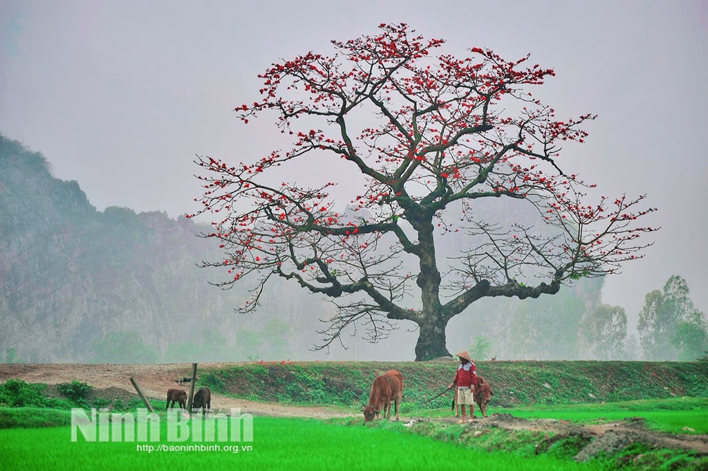 Mùa hoa gạo tháng ba