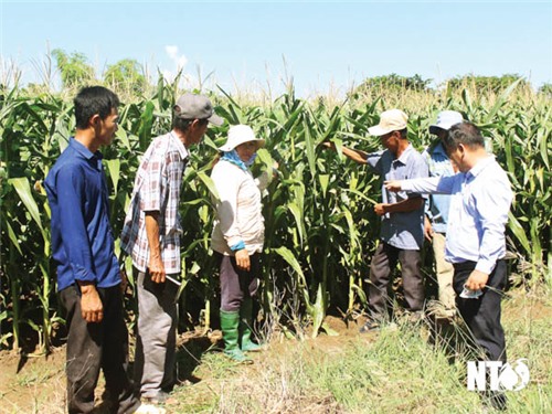 Biomass corn growing model, a new direction in economic development