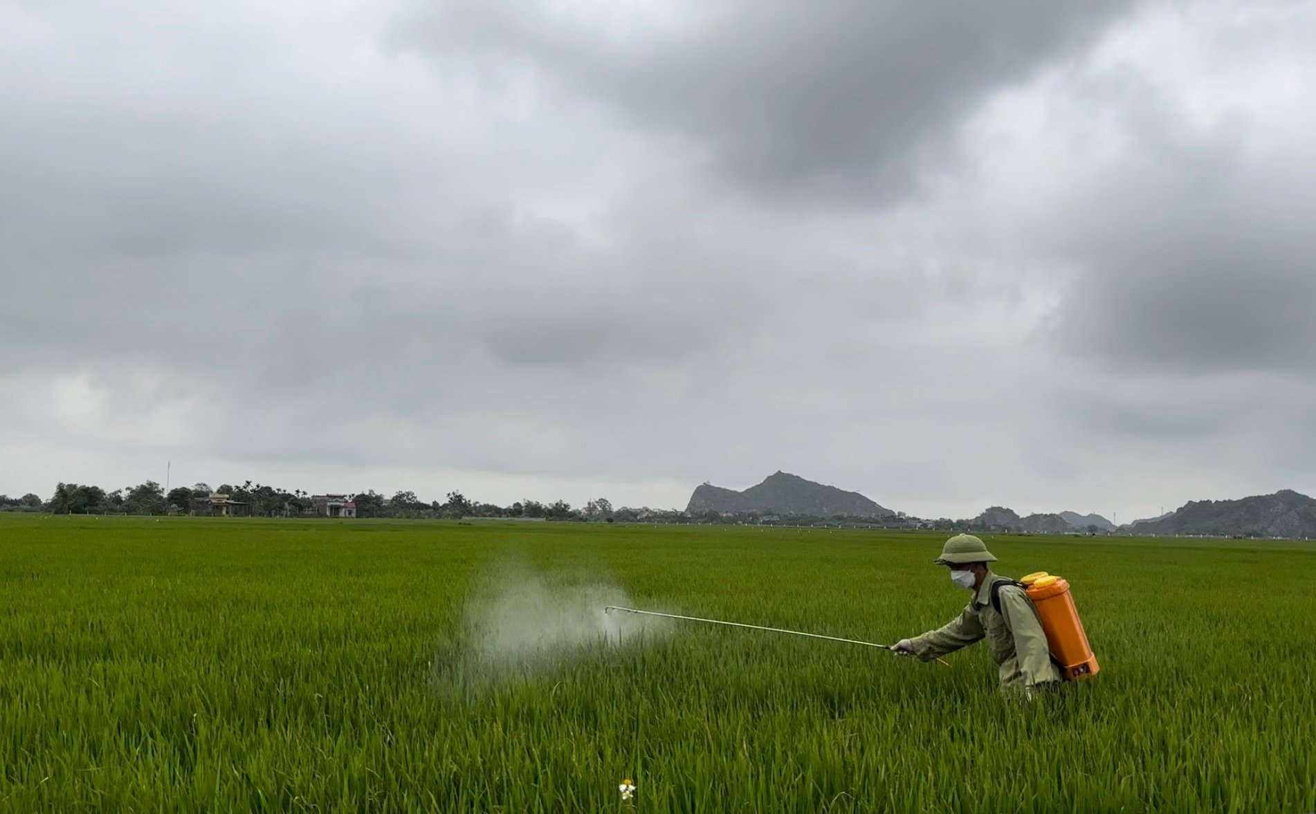 Pests and diseases on rice are becoming more and more alarming.