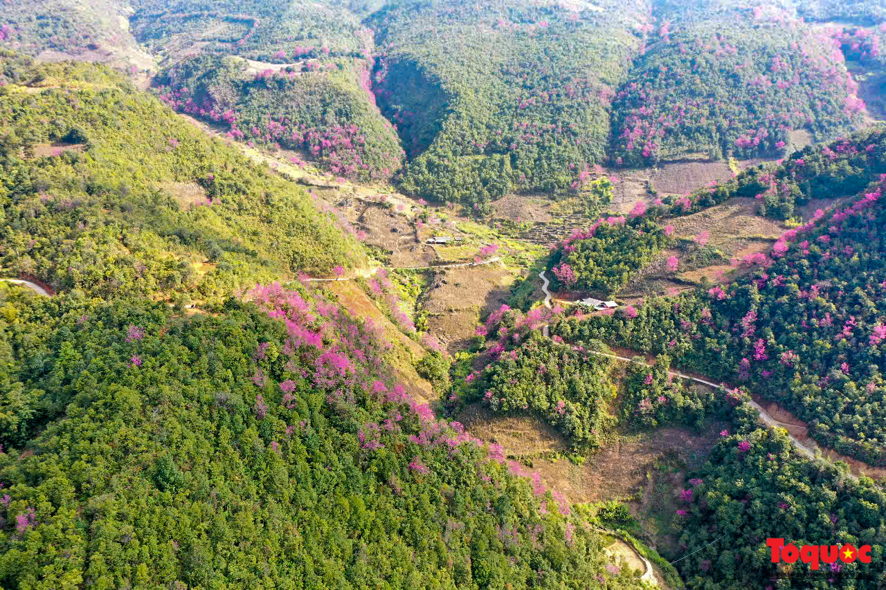 Las flores gruesas tiñen de rosa la aldea de Mu Cang Chai - Foto 1.