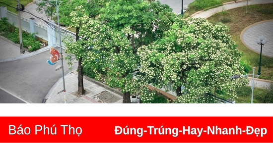 Mùa hoa sữa về trên phố