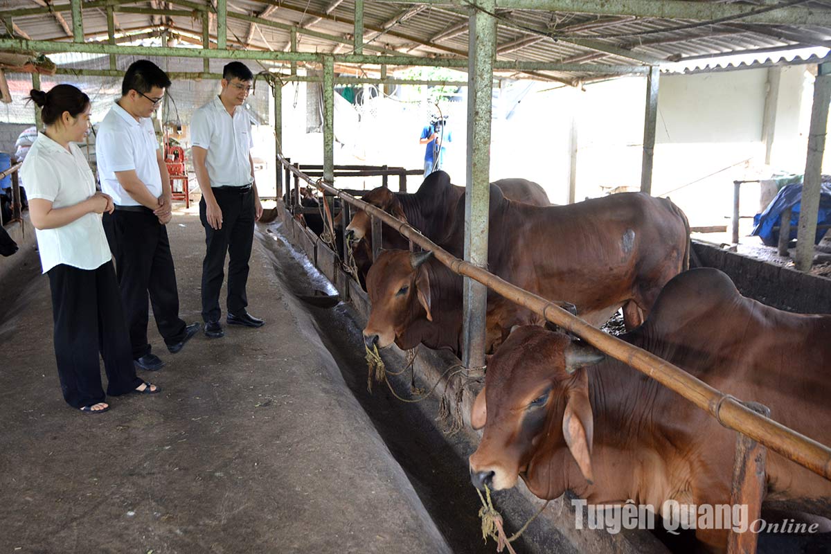 Agribank Tuyen Quang: สร้างเงื่อนไขให้ลูกค้าเข้าถึงแหล่งเงินทุนที่มีสิทธิพิเศษ