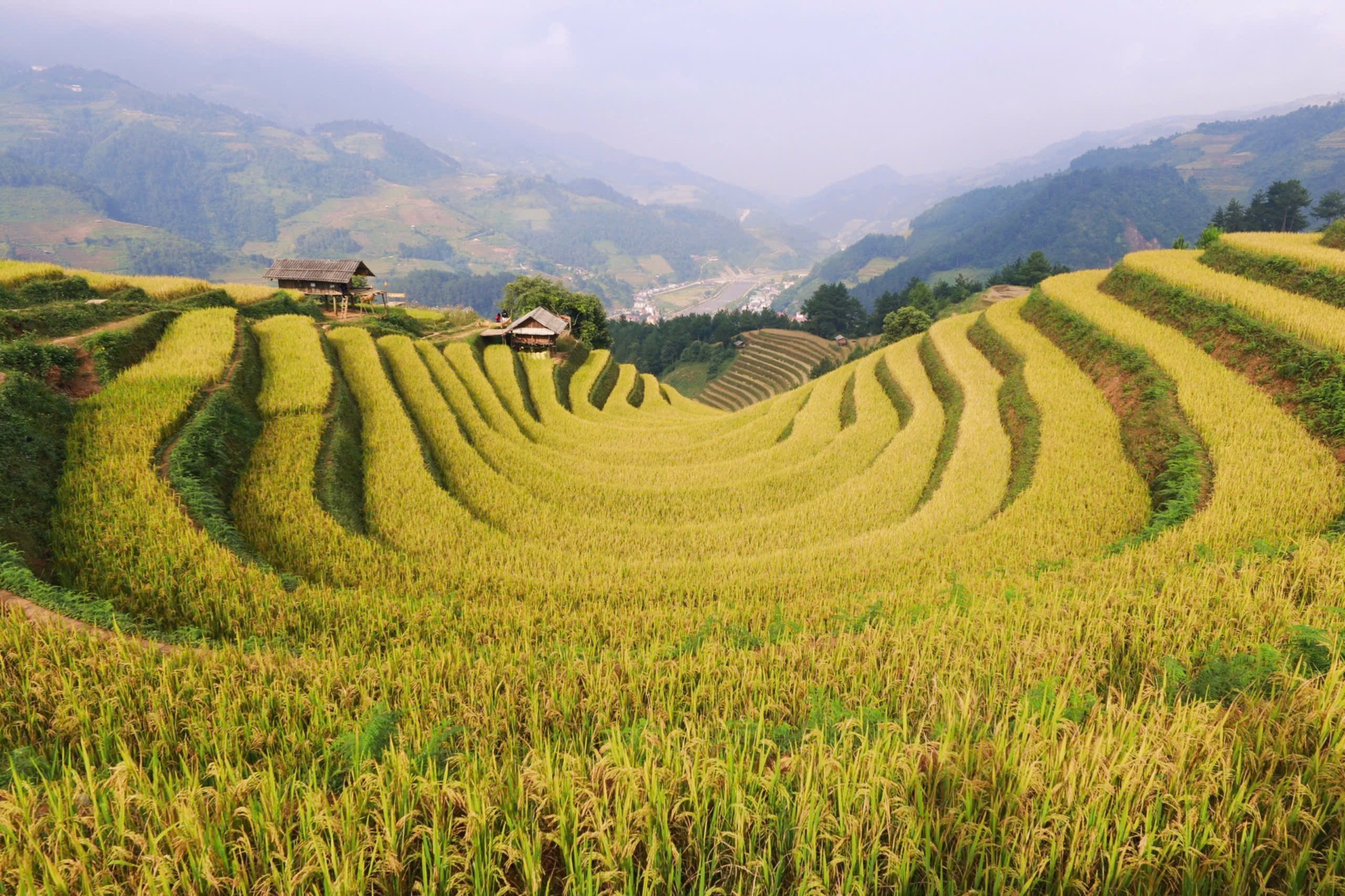 Mùa vàng trên những thửa ruộng bậc thang ở Mù Cang Chải - 6