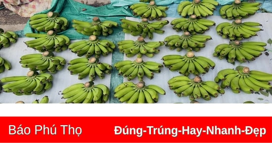 Green bananas near Tet skyrocket in price, reaching 450,000 VND/bunch