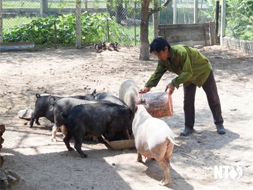 Hiệu quả mô hình nuôi heo đen Thuận Bắc