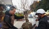 Bustling Tet flower market in border city