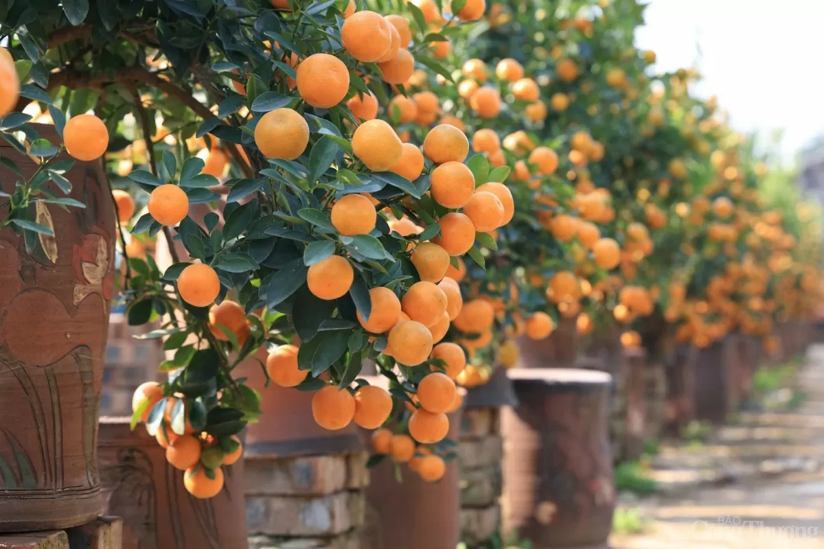 Serie fotográfica: El kumquat dorado de Tu Lien da la bienvenida al Tet