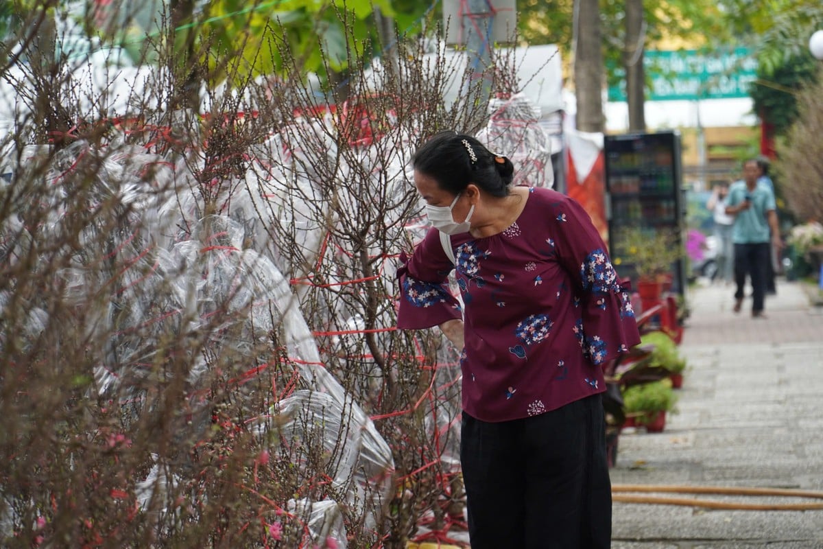 El antiguo melocotonero Son La, valorado en casi 100 millones, atrae a clientes en la ciudad de Ho Chi Minh Foto 8