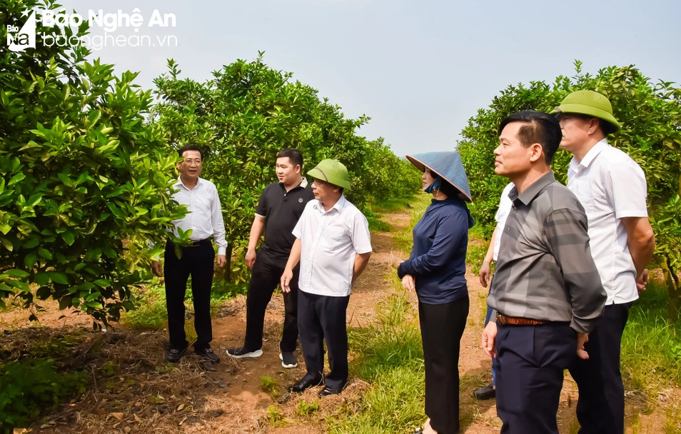 bna_ cây ăn quả. ảnh thanh lê.jpg