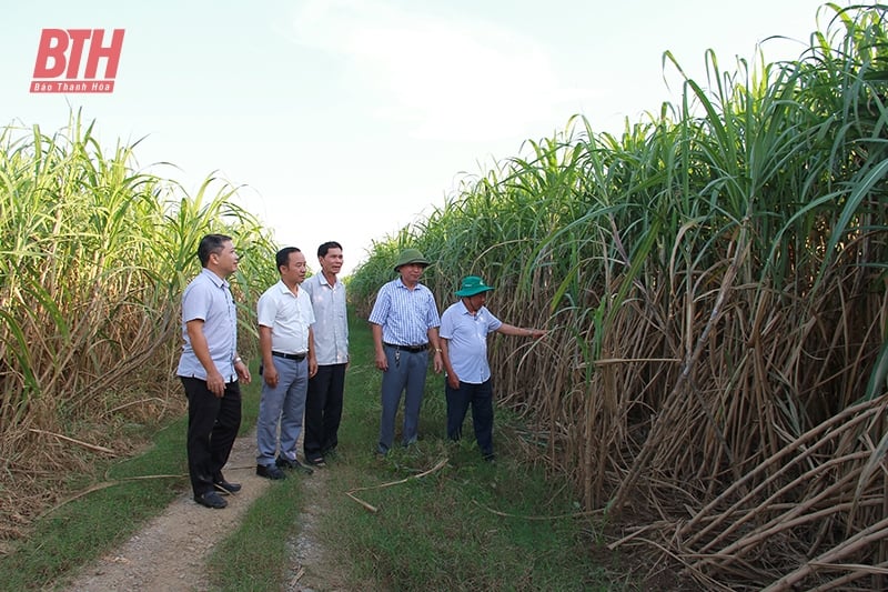 Nông dân miền ngược thi đua sản xuất, kinh doanh giỏi