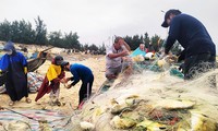 Trúng đậm luồng cá chim vàng, ngư dân Quảng Bình thu 270 triệu trong một buổi chiều