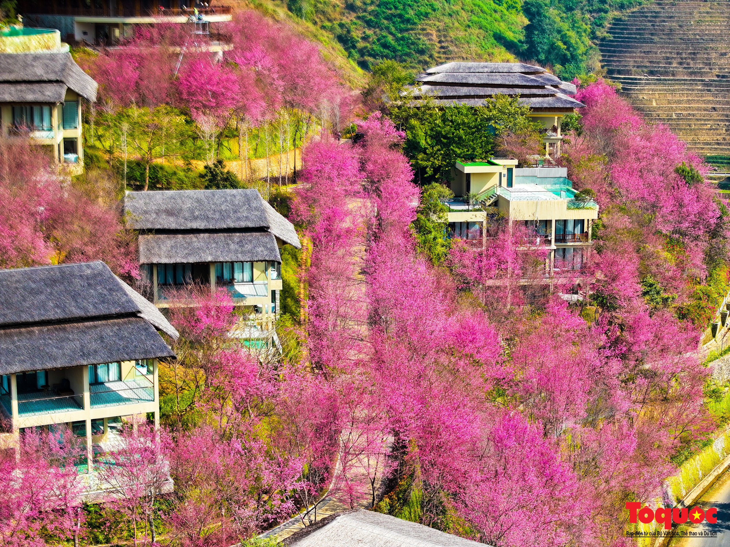 Las flores gruesas tiñen de rosa la aldea de Mu Cang Chai - Foto 13.