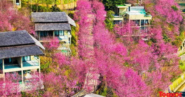 The thick To flower dyes Mu Cang Chai village pink