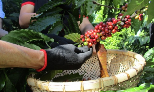 Was ist der Grund für den hohen Kaffeepreis?