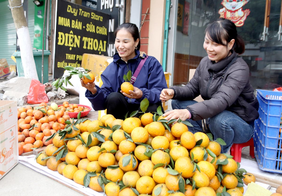 Cam Sành Hà Giang được người tiêu dùng tin tưởng lựa chọn.   