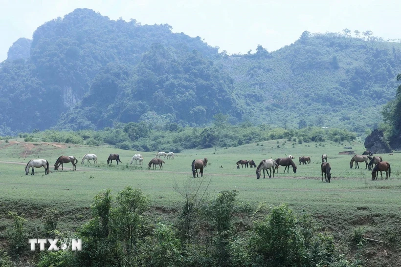 Manadas de caballos pastan pacíficamente sobre la alfombra verde que se extiende hasta donde alcanza la vista en Dong Lam. (Foto: Anh Tuan/VNA)