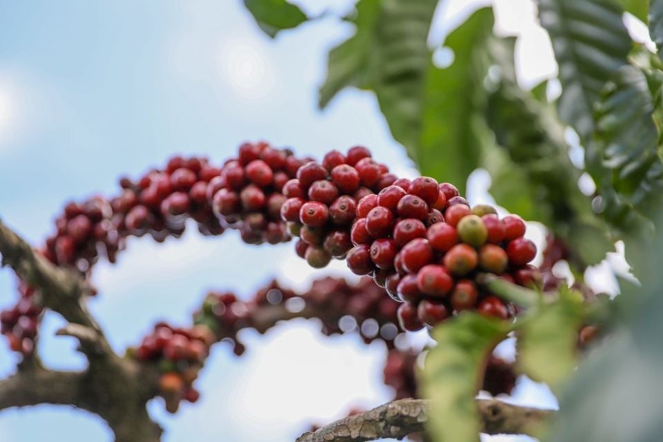 Agricultural product prices on January 22, 2025: Pepper and coffee prices increased sharply