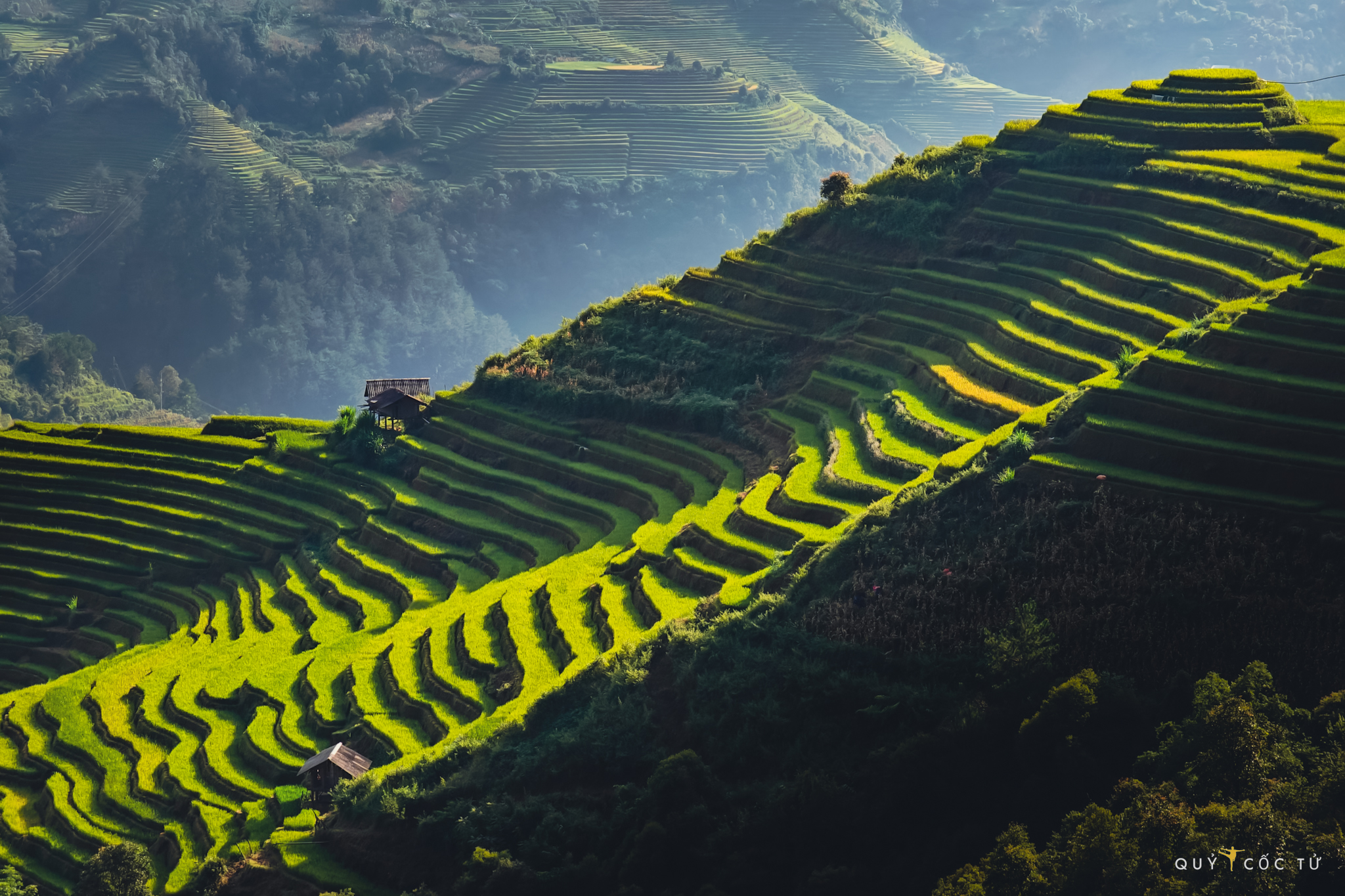 Kleine Himbeeren in Mu Cang Chai in der Morgensonne. Die Terrassenfelder hier sind wie Stufen zum Himmel und verlängern die grünen und gelben Farben in der frühen Morgensonne.