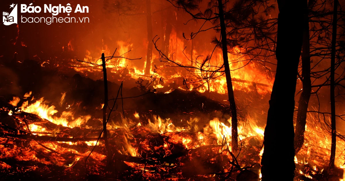 Nghe An ordonne de renforcer les mesures de prévention et de lutte contre les incendies de forêt