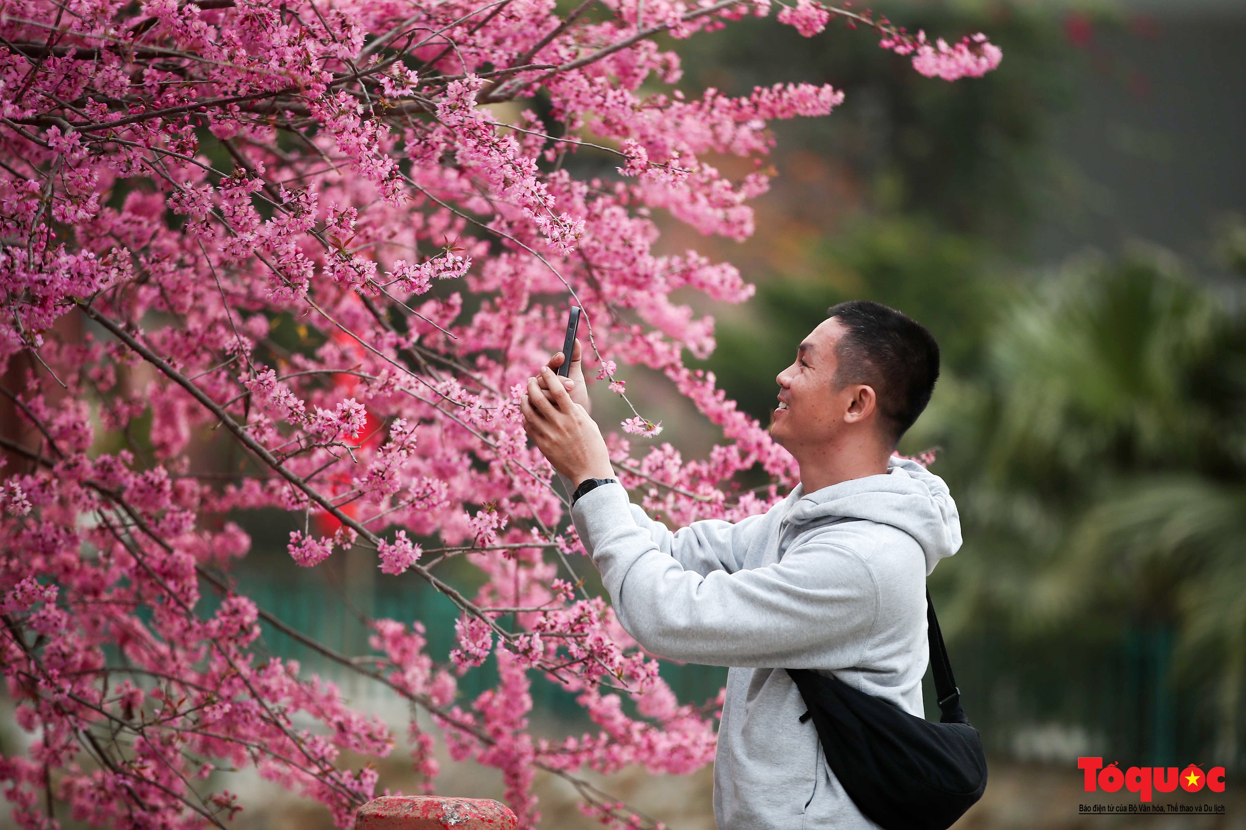 Las flores gruesas tiñen de rosa la aldea de Mu Cang Chai - Foto 7.