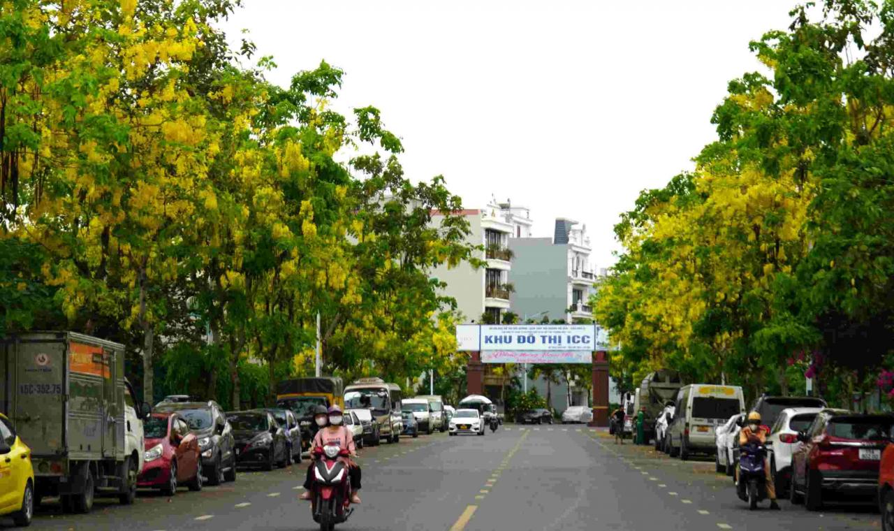 Las flores de poinciana real florecen por todas las calles de Hai Phong