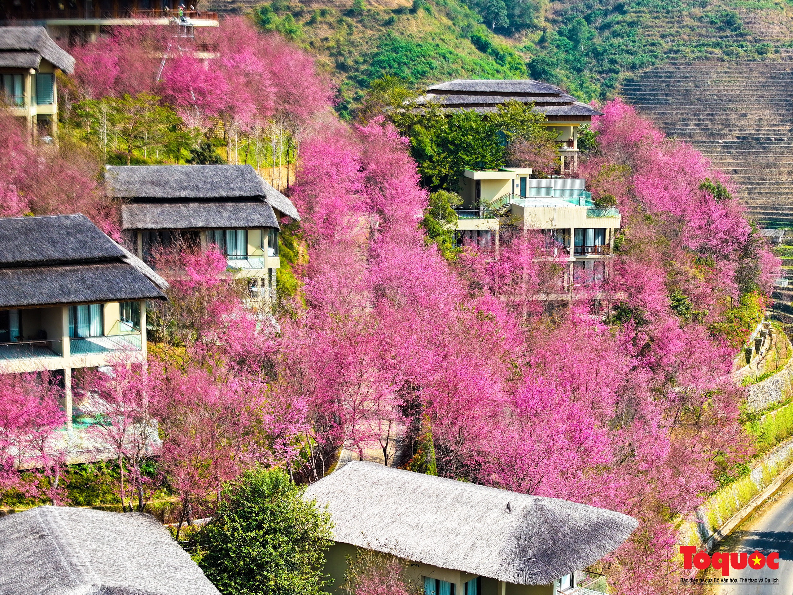 Las flores gruesas tiñen de rosa la aldea de Mu Cang Chai - Foto 12.