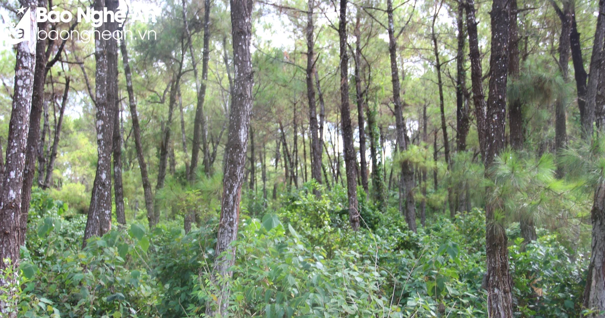 Nghe An has over 12,000 hectares of pine trees that have not been treated, at risk of forest fires.