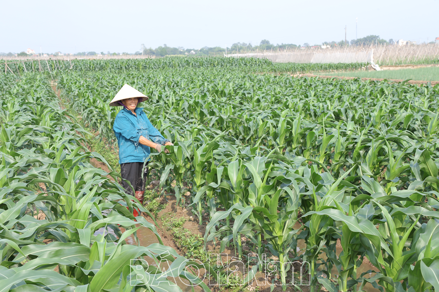 ការអភិវឌ្ឍឧស្សាហកម្មកែច្នៃ លើកកម្ពស់ផលិតកម្មទំនិញកសិកម្ម