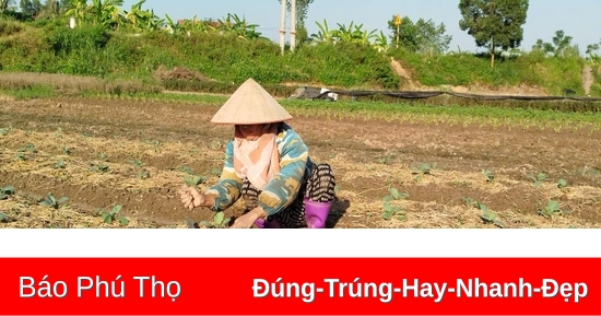 Gần 1.500ha lúa Mùa mất trắng do bão số 3