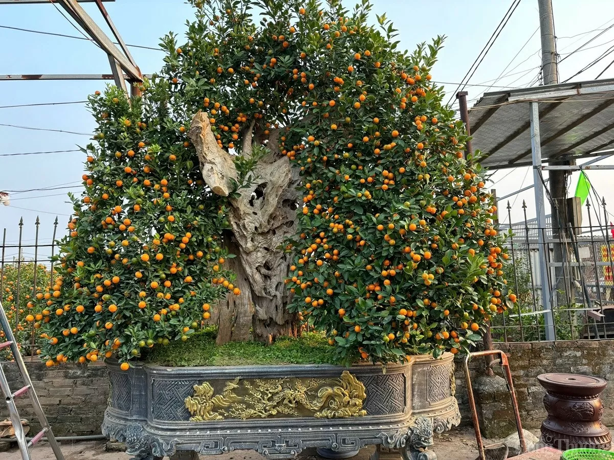 Kumquat