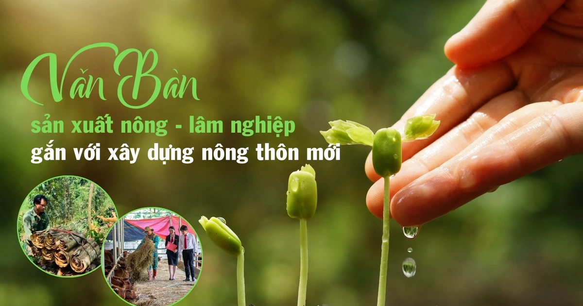 Văn Bàn sản xuất nông - lâm nghiệp gắn với xây dựng nông thôn mới