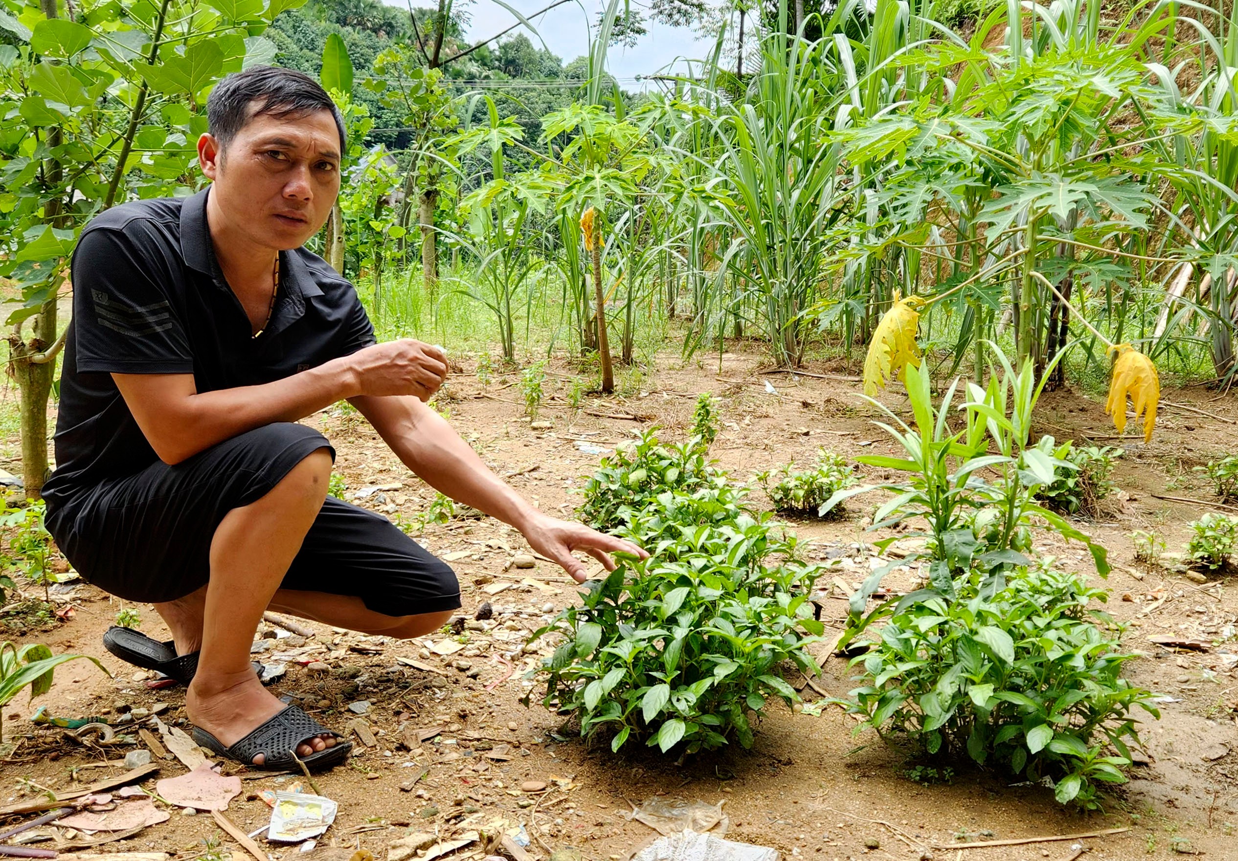 Trắng ngà sợi tơ Trà Chẩu