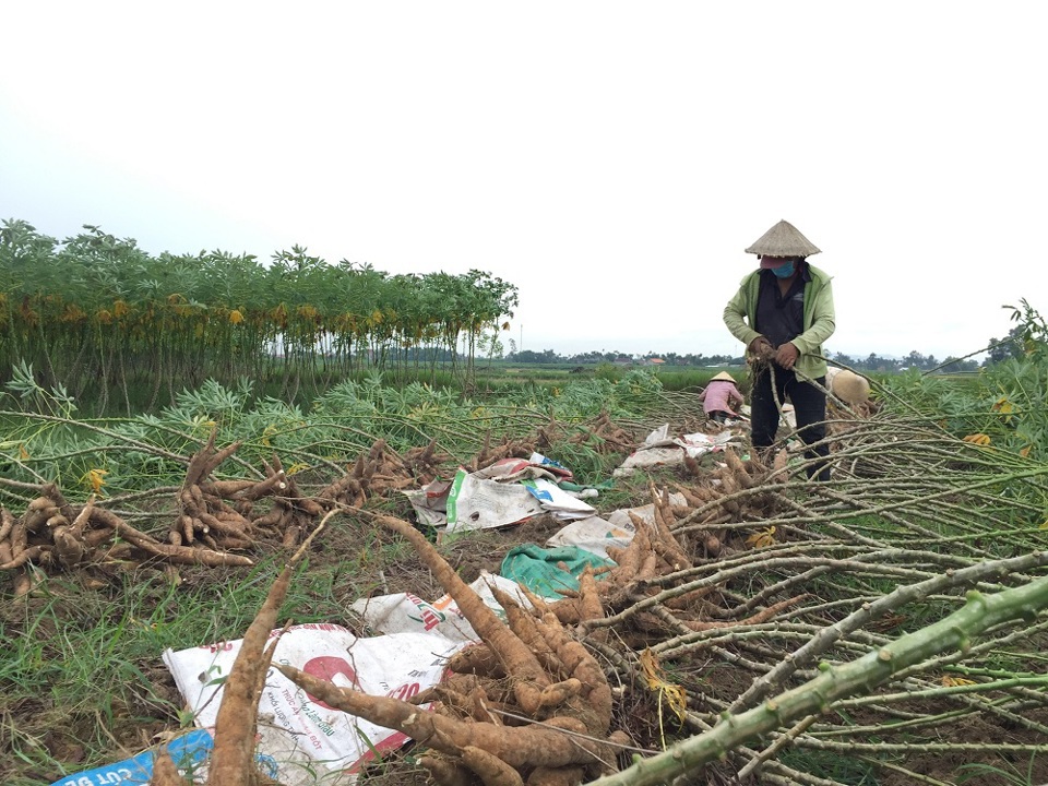 Quang Ngai veut exporter du manioc pour atteindre 150 à 180 millions de dollars