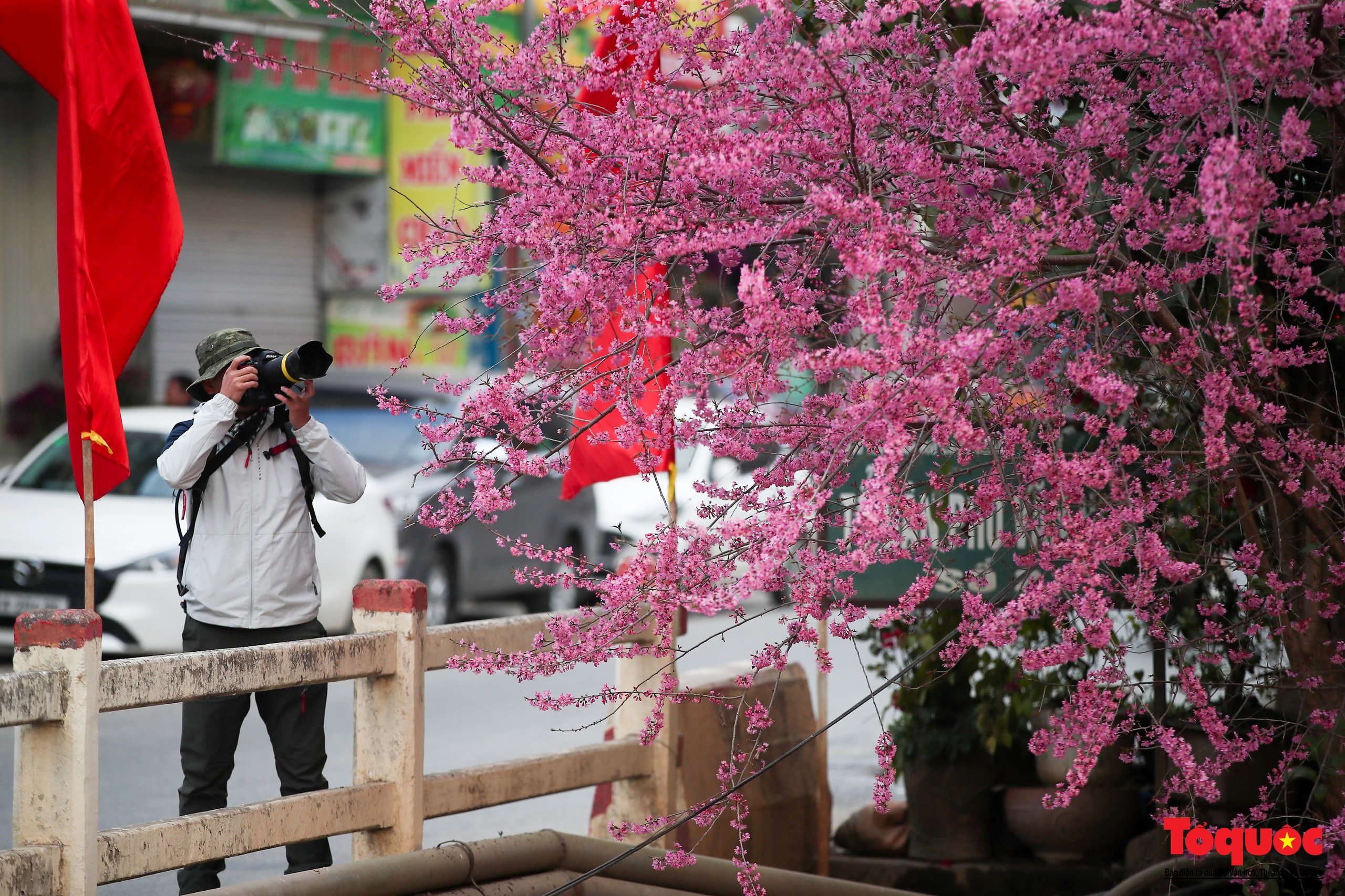 Las flores gruesas tiñen de rosa la aldea de Mu Cang Chai - Foto 15.