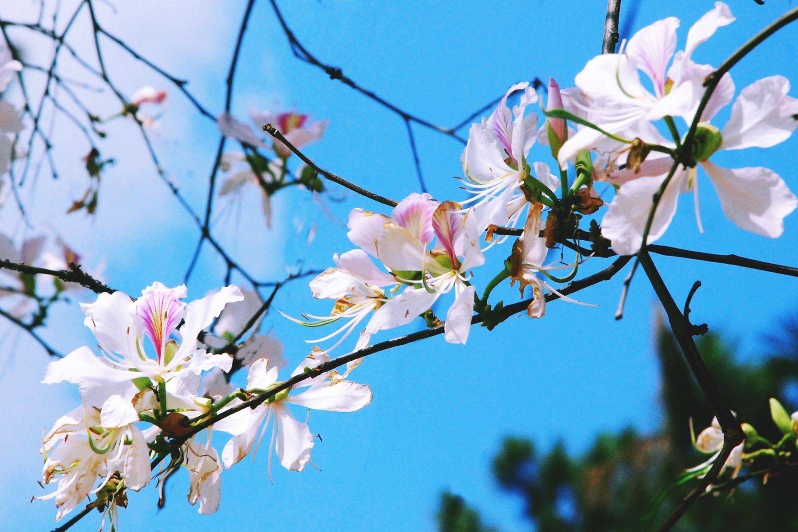 ディエンビエンの丘陵に白いバンの花が咲き、観光に最適な時期