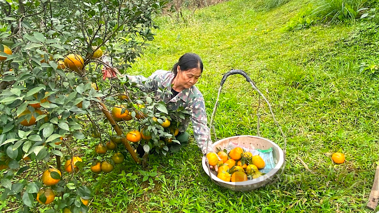 Đặc sản giống cam “lạ” Hương Sơn (Hà Tĩnh”, đắt như tôm tươi ngày cận Tết- Ảnh 7.