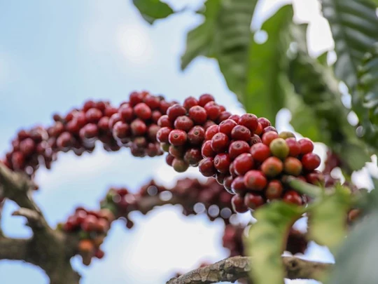 Prix ​​des produits agricoles au 24 janvier 2025 : Le café et le poivre continuent de grimper fortement