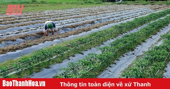 Đa dạng cây trồng vụ đông