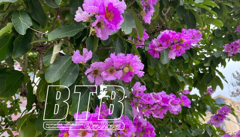 Lagerstroemia-Blumen blühen und „färben sich violett“ auf den Straßen von Thai Binh