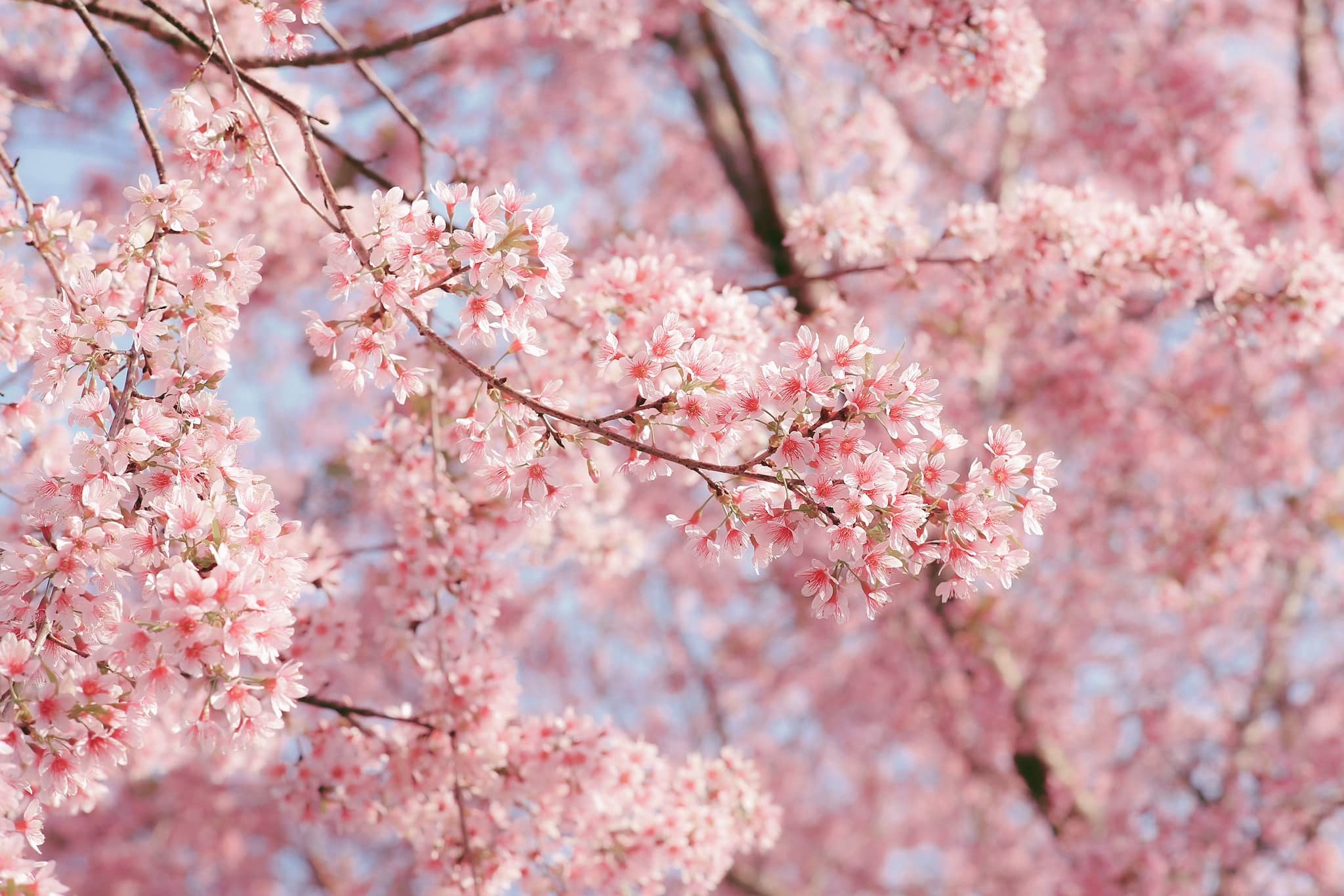 Kann ein Bild von einem Steinobstbaum und einer Blume sein