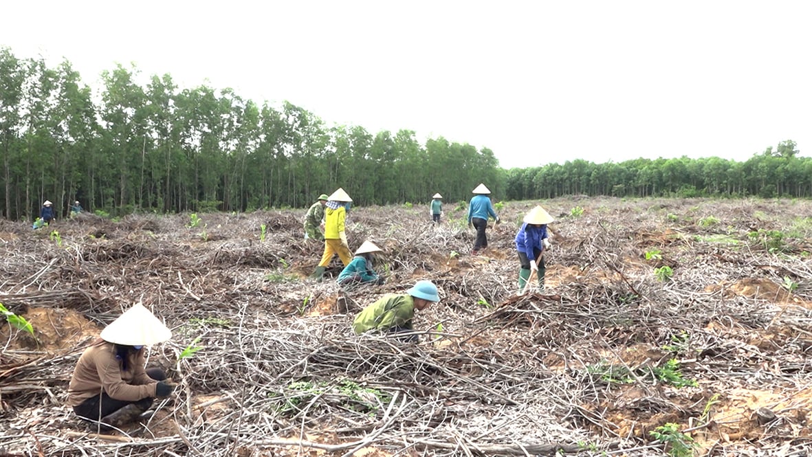 Vinh Linh mejora la calidad de las actividades de las cooperativas agrícolas