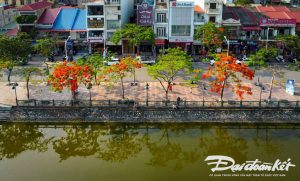 ハイフォンの街路にホウオウボクの花が鮮やかに咲いている