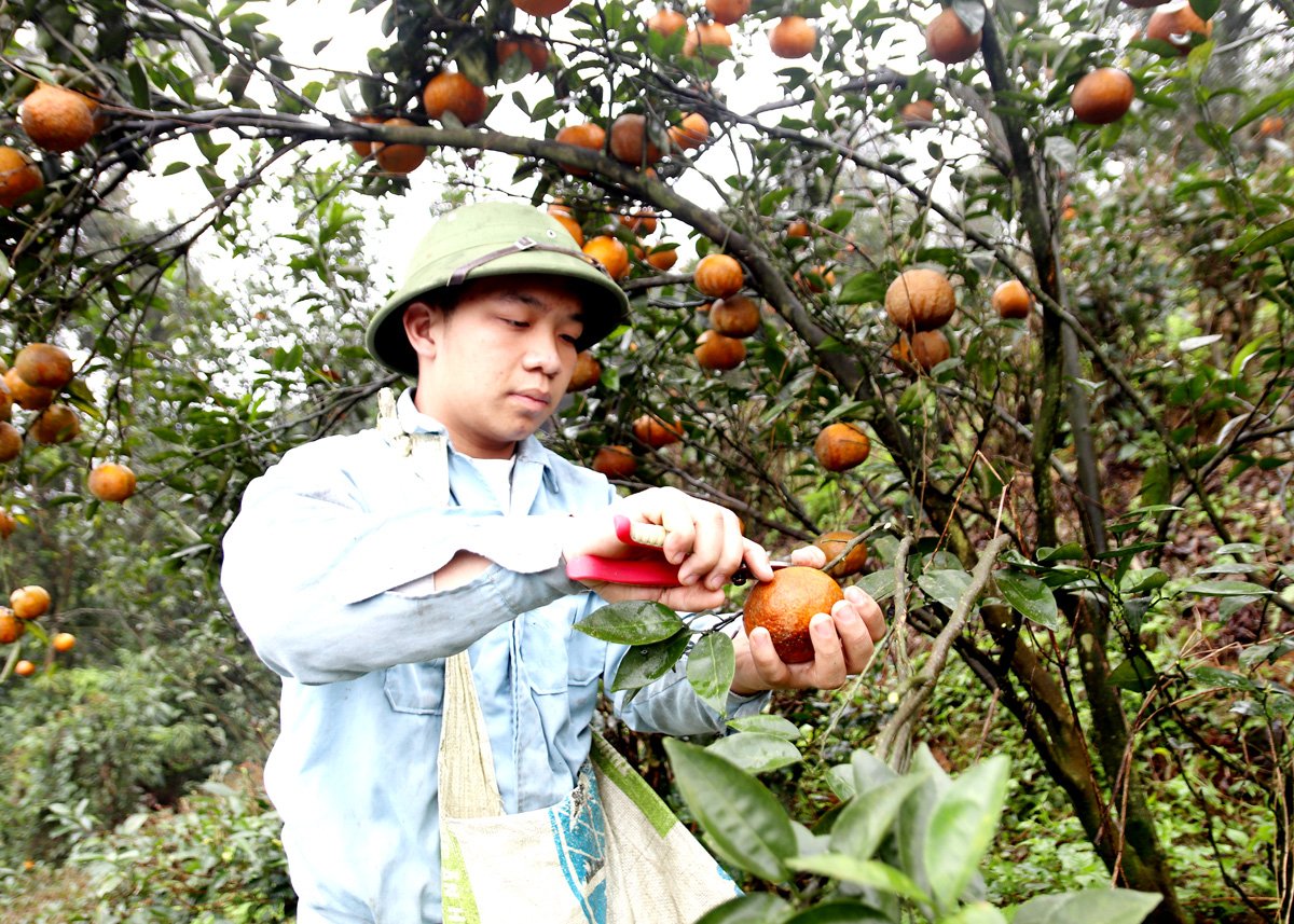 Nghị quyết 58 HĐND tỉnh giúp nhiều nhà vườn tại xã Tân Thành (Bắc Quang) có nguồn vốn đầu tư nâng cao chất lượng cam Sành.