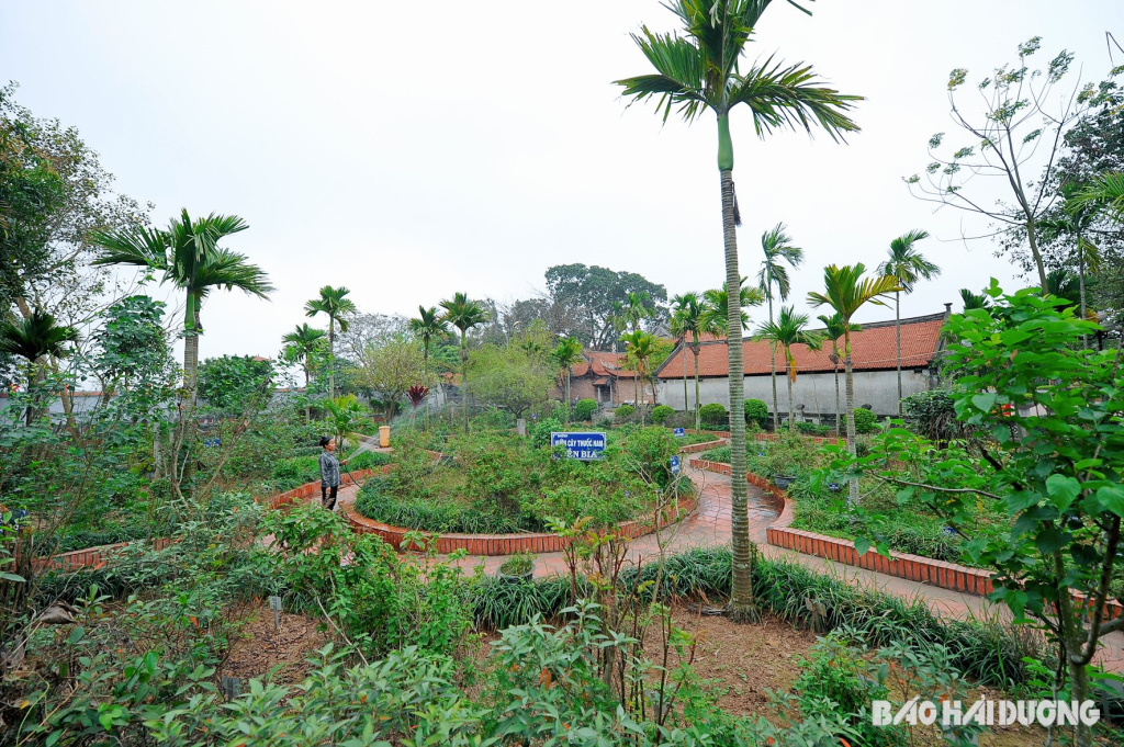 Jardín de hierbas medicinales en el sitio de reliquias del Templo de Bia