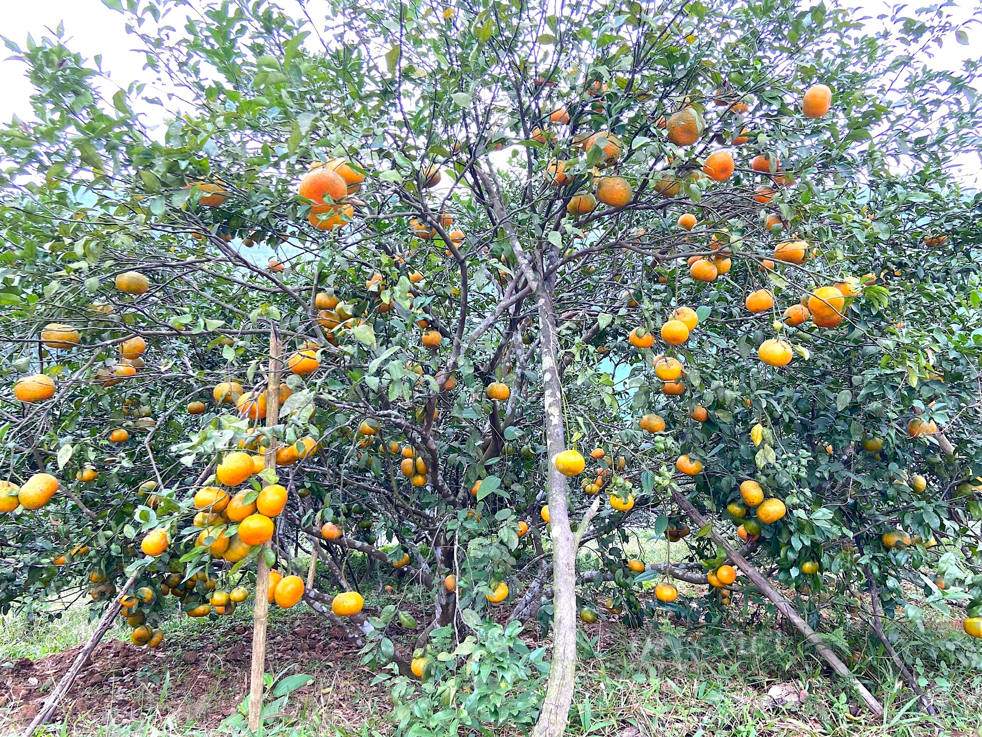 Đặc sản giống cam “lạ” Hương Sơn (Hà Tĩnh”, đắt như tôm tươi ngày cận Tết- Ảnh 6.