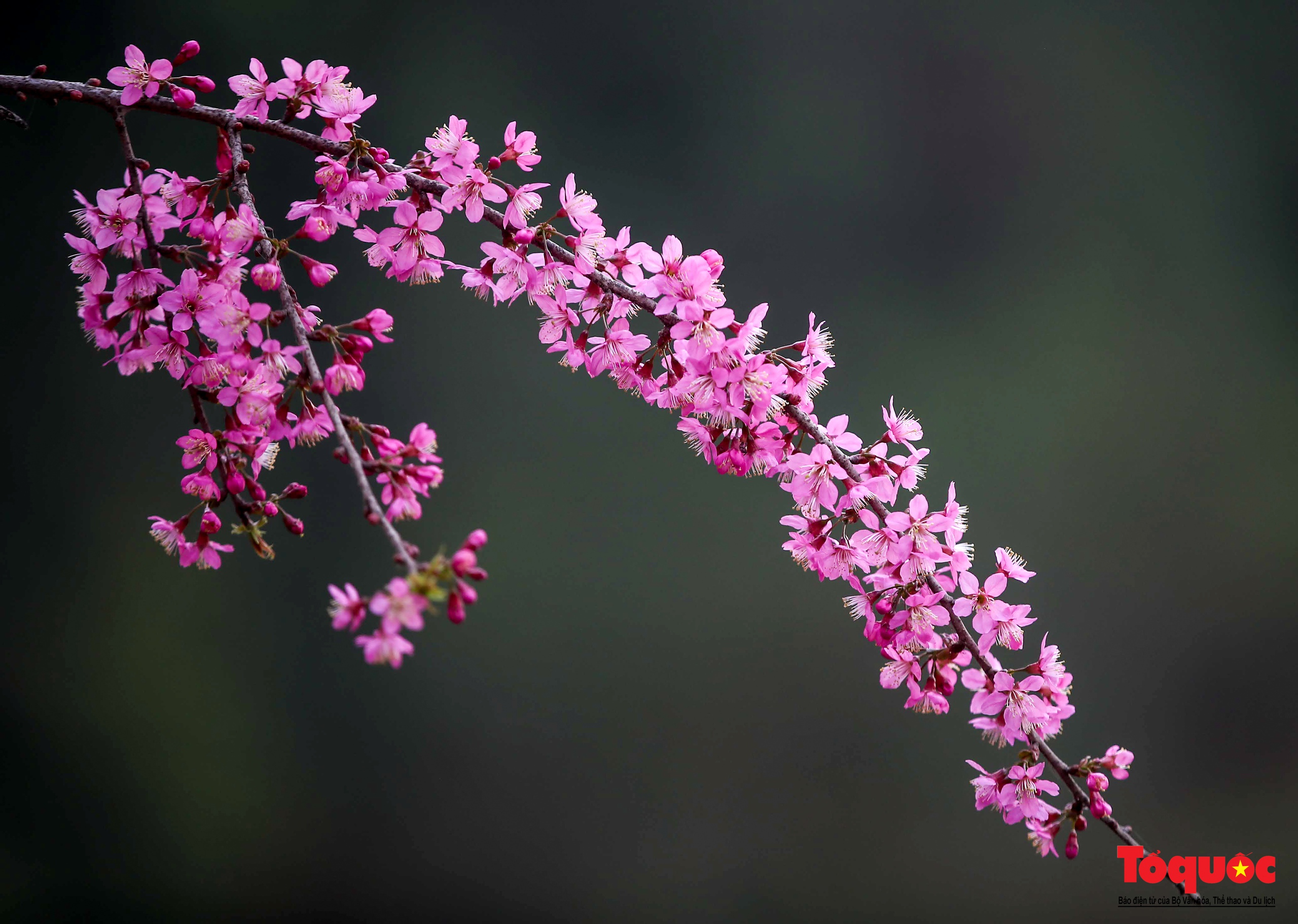 Las flores gruesas tiñen de rosa la aldea de Mu Cang Chai - Foto 5.